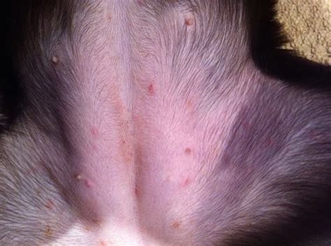 Dog Rash On Groin Pictures Atopic Dermatitis Symptoms