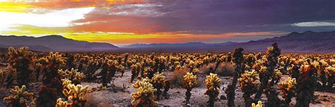 Cholla Sunrise Cholla Cactus Garden Joshua Tree National Flickr