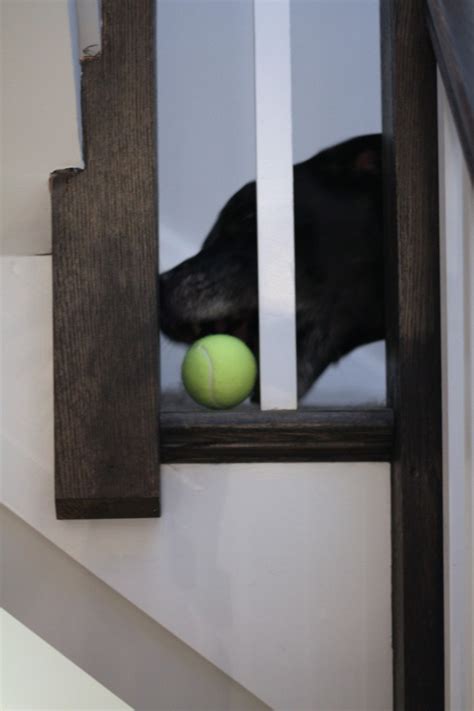 Five Indoor Games For Dogs Holistic Pet Wellness