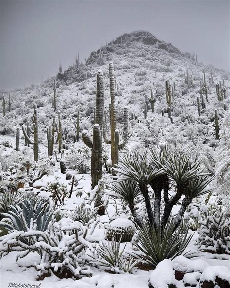 Snowy Sonora Desert North Scottsdale Arizona Arizona Photography