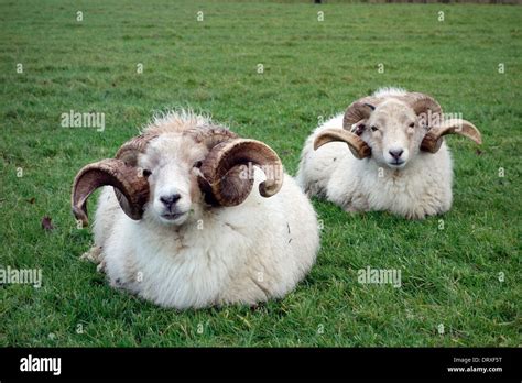 Portrait Of Wiltshire Horn Sheep Hi Res Stock Photography And Images
