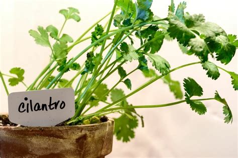 How To Harvest Cilantro Without Killing The Plant A Beginners Guide