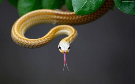 Snake Wallpapers Wallpaper Cave