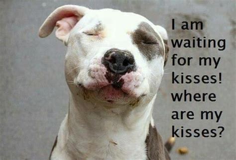 Mwah Mwah Dog Kisses Pitbulls Dogs