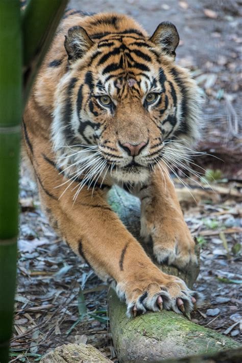 Sacramento Zoo Breaks Attendance And Conservation Records