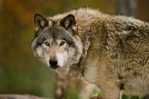 9 Interesting Facts About Wolves