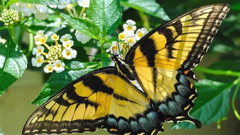 Beautiful Butterfly Wallpaper 9547 Pc