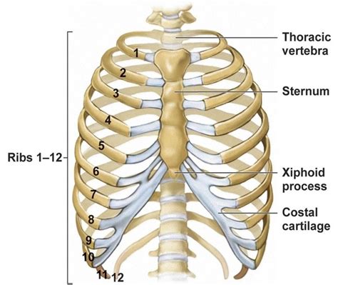 The thorax is anatomical structure supported by a skeletal framework (thoracic cage) and contains the principal organs of respiration and circulation. Chest Anatomy Ribs - Cheat Dumper