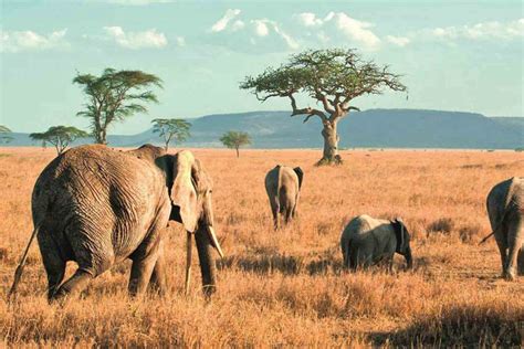 Tarangire National Park Famous Tours And Safaris