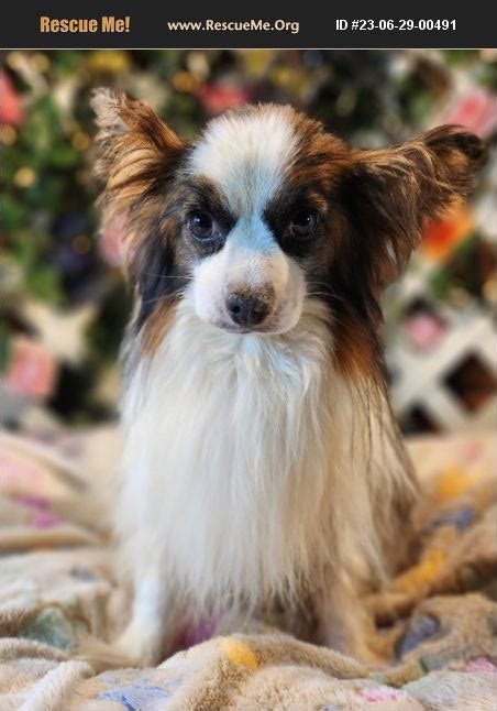 adopt 23062900491 ~ papillon rescue ~ aurora co