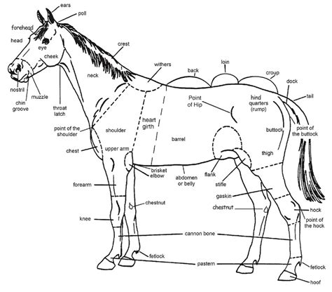 Free Printable Horse Anatomy Chart