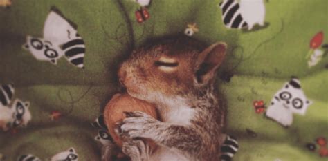 Wildlife Rescuers Adopt Baby Squirrel And The Picsll