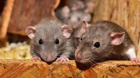 Cómo eliminar ratas sin veneno Diles adiós para siempre La Verdad