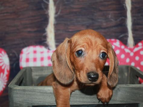 Our dachshunds are playful, loving pets with a strong desire to please. Miniature Dachshund-DOG-Male-RED-2564275-Pet City Houston