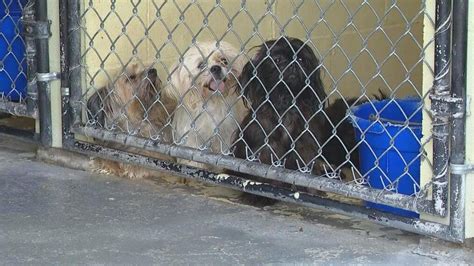 Dozens Of Dogs Surrendered As Homeowner Admits It Got Out Of Hand