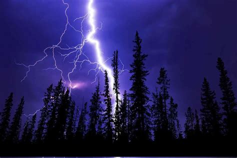 5 Trees In The World Most Struck By Lightning Environment Buddy