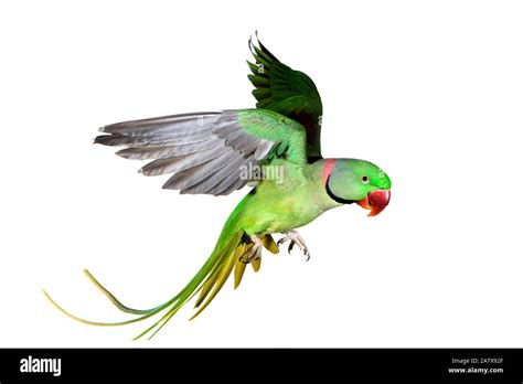 Alexandrine Parakeet Psittacula Eupatria Adult In Flight Against