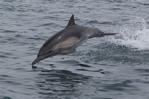 Long Beaked Common Dolphin Delphinus Capensis Tory Kallman Flickr