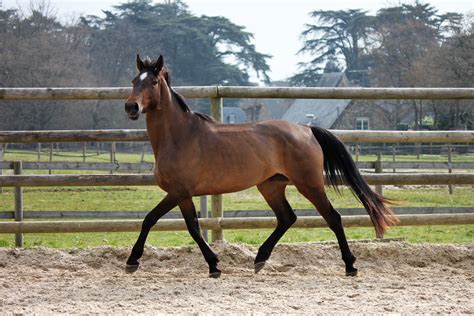 Chevaux à Vendre