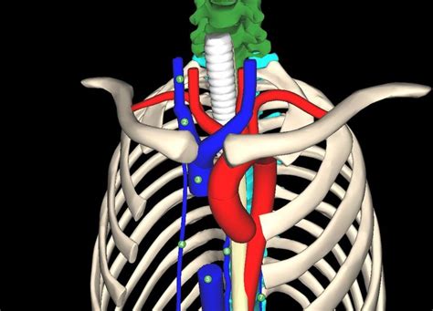 Learn and reinforce your understanding of Thoracic Cavity: Venous ...