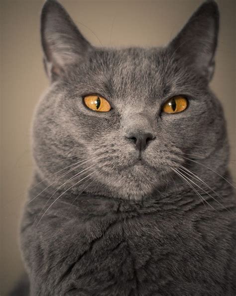 ulysse  julien vignali  px fluffy cat breeds grey cat breeds cat breeds