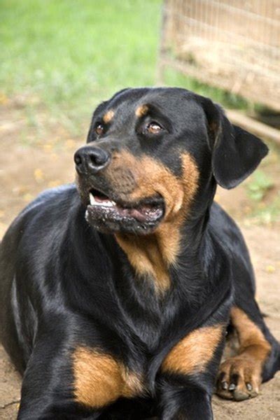 Mini rottweiler size and the happy puppy site is a participant in the amazon eu associates programme, an affiliate. Rottweiler Diet - Pets