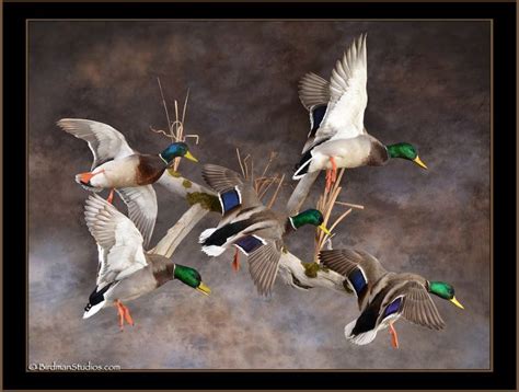 Image Result For Group Of Ducks Landing Mount Waterfowl Taxidermy