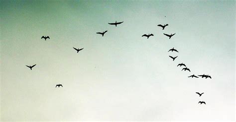 393 best bird grouping flying free brush downloads from the brusheezy community. Birds Flying in a Group 1 | King of Bird Flying in a Group ...
