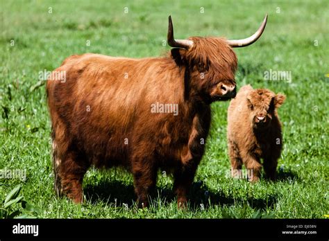 Scottish Highland Cow Over Green Grass Stock Photo Alamy