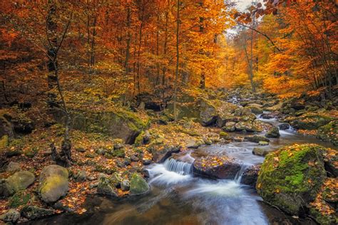 Stream In Foggy Forest At Autumn Nationalpark Harz The
