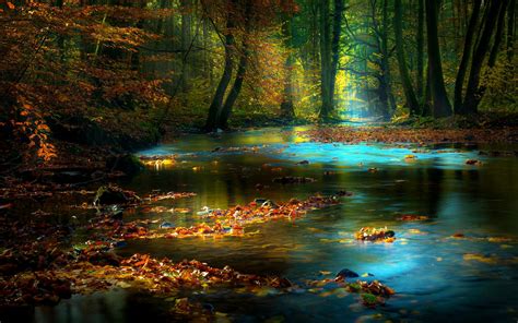 Forest Stream Hd Wallpaper Background Image 1920x1200 Id706141