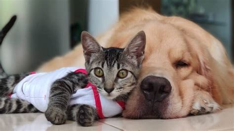 Cães e gatos na mesma casa como garantir uma boa convivência entre eles O Bom da Notícia