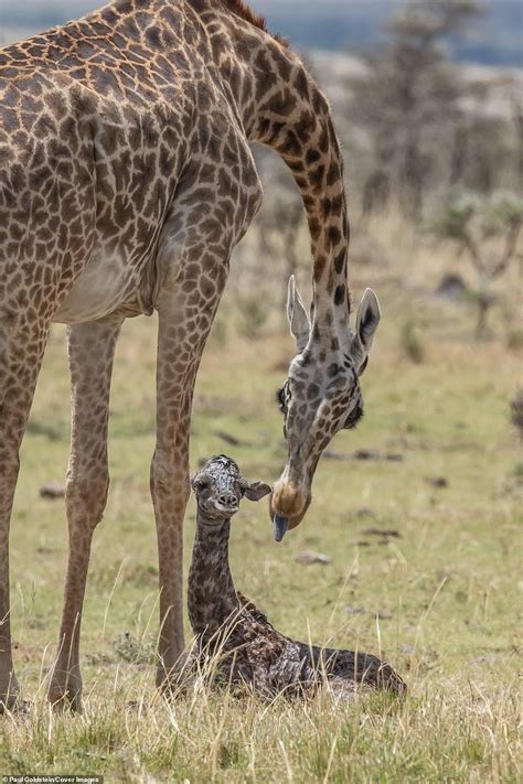 Giraffe Gives Birth Before Her ‘bambi Like Calf Takes Its