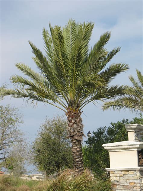 True Date Palm Tree Phoenix Dactylifera Urban Tropicals