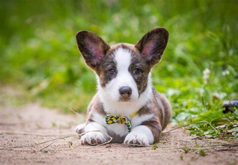 Sound pet animal rescue and referral. Corgi Puppies Raleigh Nc | PETSIDI