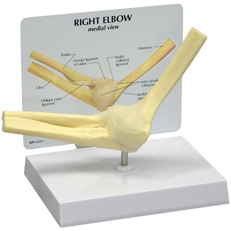 Gpi 1830 Basic Right Elbow Joint Model