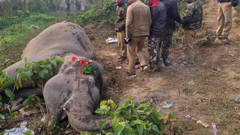 Elefantes Morrem Atropelados Por Um Trem Na Ndia E Multid O Se Re Ne