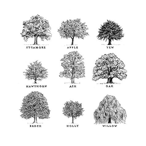 Woodennest Oak Tree Drawings Tree Sketches Drawing Trees Art