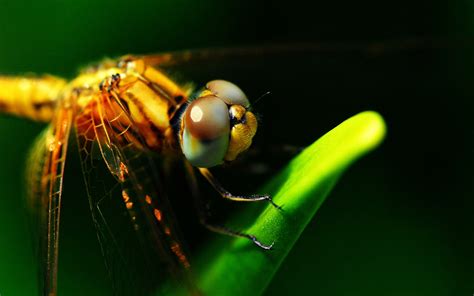 Insectos Primer Plano Fondos De Pantalla De Alta Definición De La
