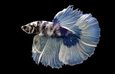 Panduan Jenis Ikan Cupang Berdasarkan Bentuk Ekor Pola Dan Warna