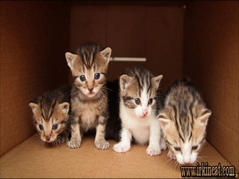 They get vet checked, 1st distemper shot and wormed they are free of. The Secret to Free Kittens Near Me | irkincat.com