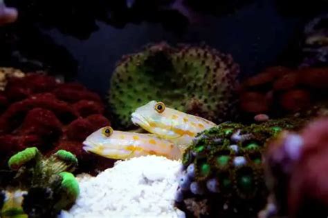 Diamond Goby Care Guide Quick Facts About Sand Sifting Goby