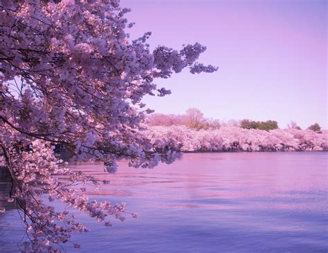 Cherry Blossom Background Images