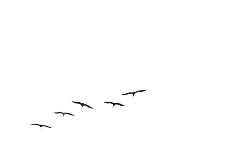 Bird Flight Gulls Brown Pelican Flock Flock Of Birds Png Download