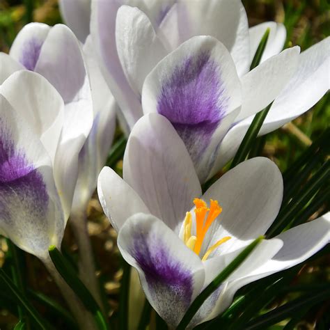 Crocus Prins Claus Bulbes à fleurs blanc et violet parme