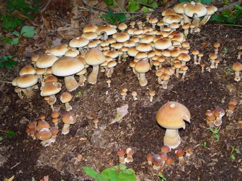Growing Psychedelic Mushrooms Outdoors All Mushroom Info