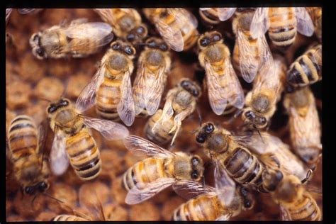 A Sustainable Approach To Controlling Honey Bee Diseases And Varroa