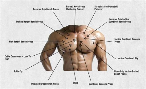 The chest anatomy includes the pectoralis major, pectoralis minor and the serratus anterior. Top 25 ideas about Gym - Chest on Pinterest | Cable ...