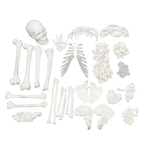 Monmed Medical Skeleton Model Life Size Skeleton