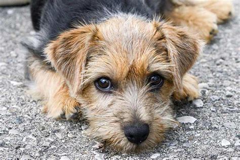 norfolk terrier dog breed information